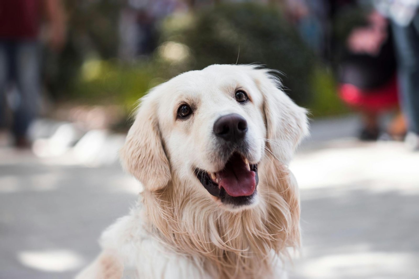 Animal insurance